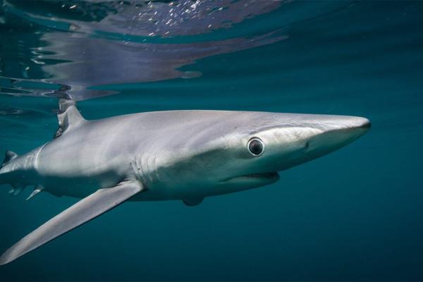 Mongabay shark investigation cited in…