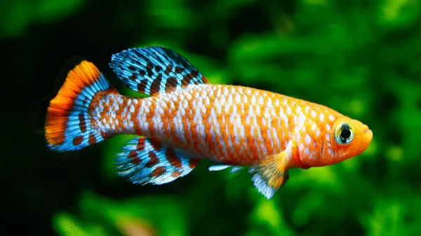 A fish that ages in months reveals how&hellip;