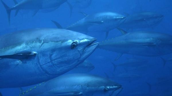 Who controls Indian Ocean tuna?