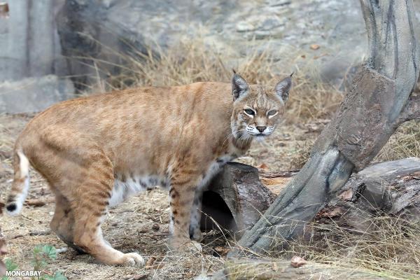 How bobcats protect us from diseases, Mongabay podcast explores