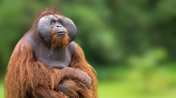 photo of How orangutans thrive in feast and famine without gaining weight image