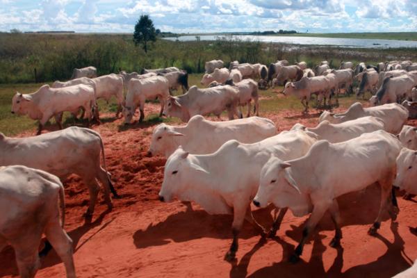 Brazil beef industry still struggling…