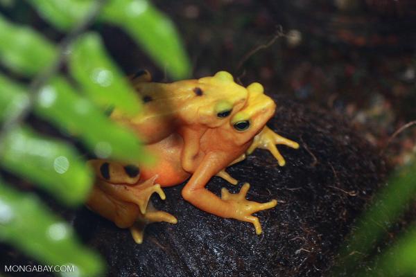 Captive-bred Panamanian golden frogs released to the wild