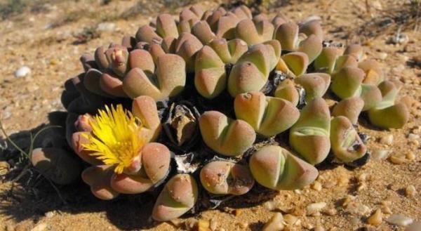 photo of Rare Southern African succulent listed as critically endangered amid mining threat image
