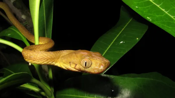 Hidden genetic diversity helped inbred&hellip;