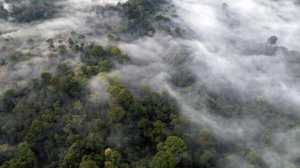 Deforestation is just a symptom. The&hellip;