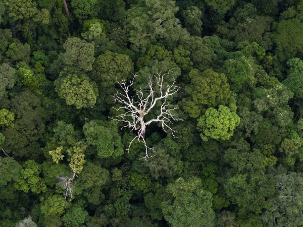 From above: Aerial Borneo