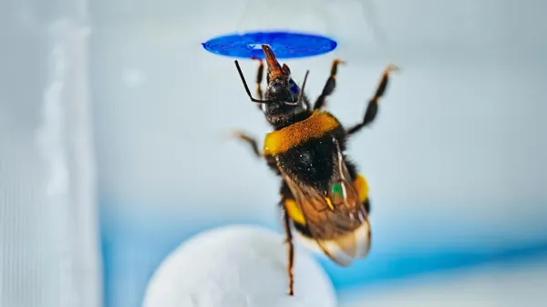 Scientists stunned as bumble bees solve&hellip;