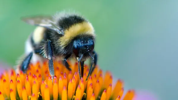 Scientists shocked as bumblebees learn…