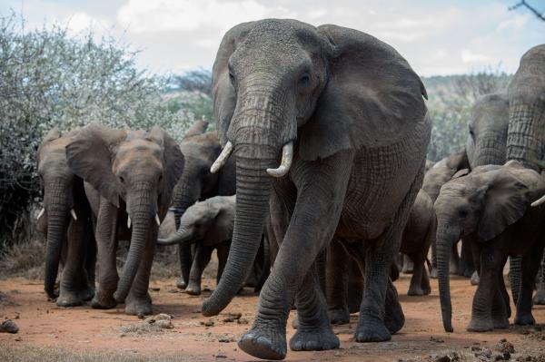 Large animals are living carbon stores.…