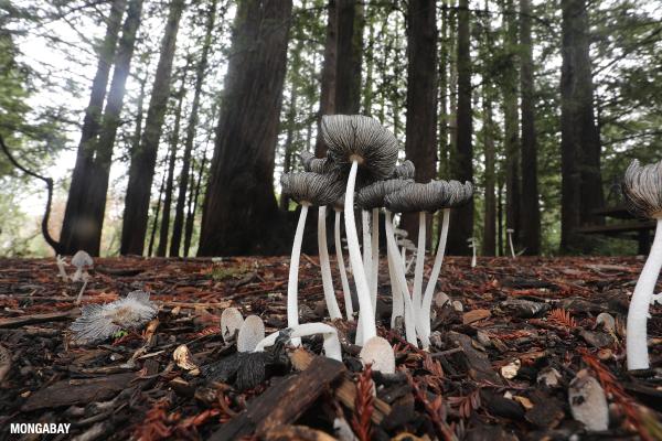 An inventory of life in California