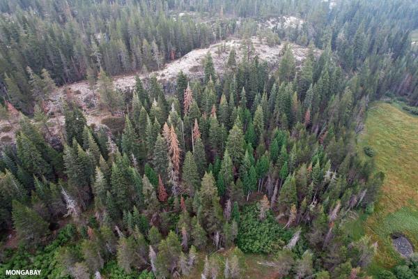Forest fires likely to continue to burn…