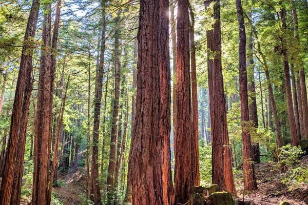 Ecosystems as infrastructure: Tim…