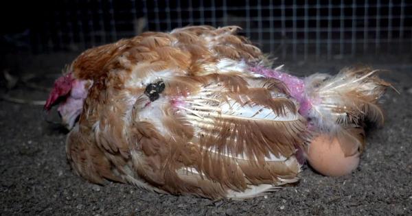 Paltry sales as shoppers shun cage eggs