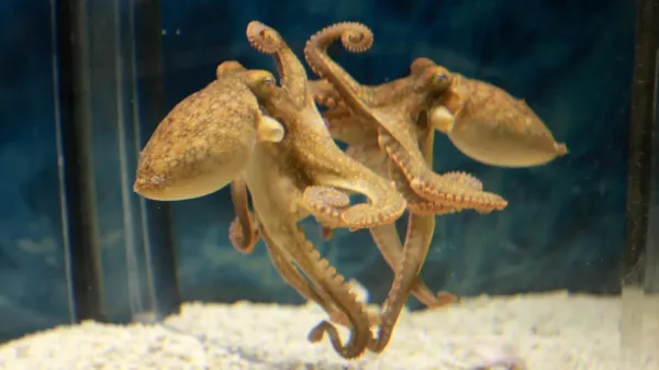 photo of Octopuses use mirrors to find food they cannot see image