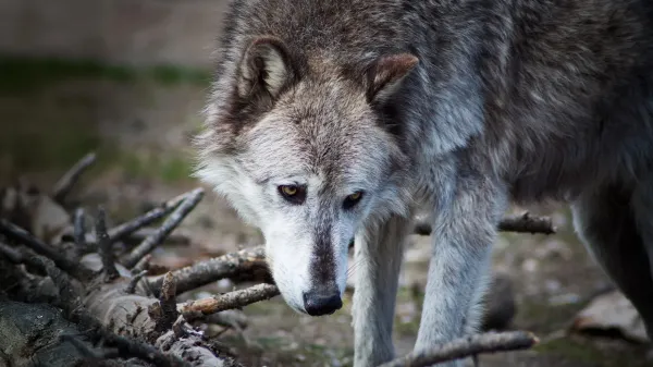 Yellowstone wolves may not have reshaped…