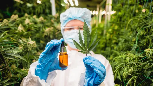 photo of Don’t toss cannabis leaves: Scientists found rare compounds with medical potential image
