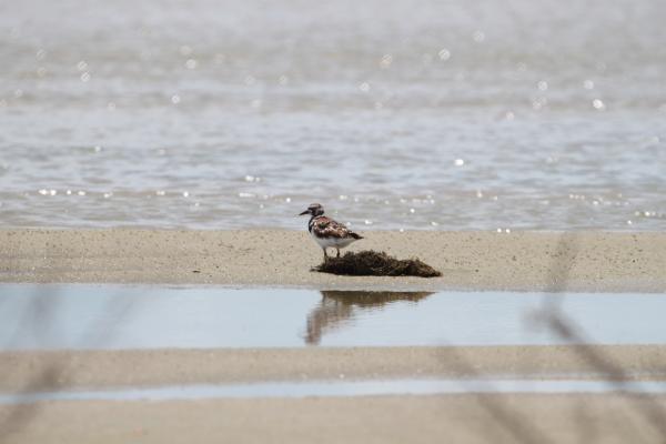 Rising seas, garbage and heat threaten&hellip;