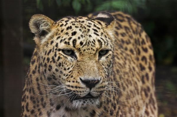 Endangered Persian leopards persist&hellip;