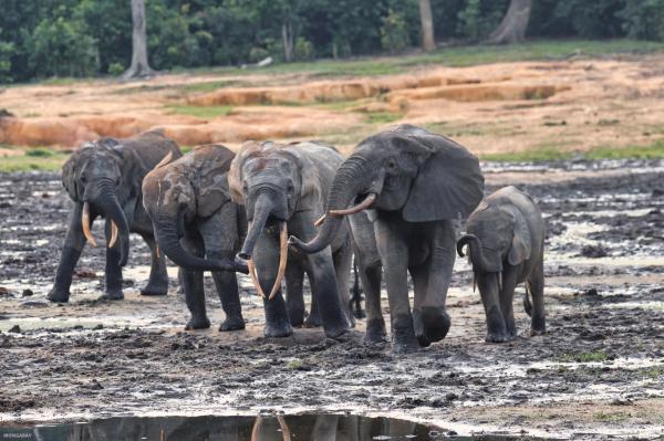 Rethinking conservation through&hellip;