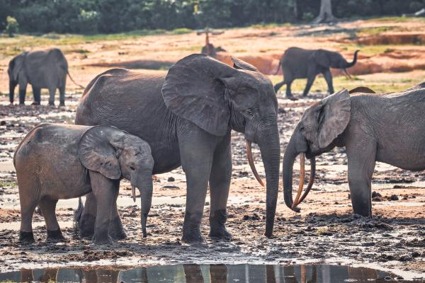 Plenty of biodiversity data, but too few conservation…