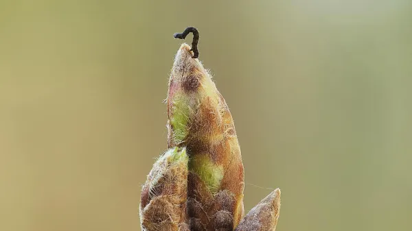 Oak trees are delaying spring to starve&hellip;