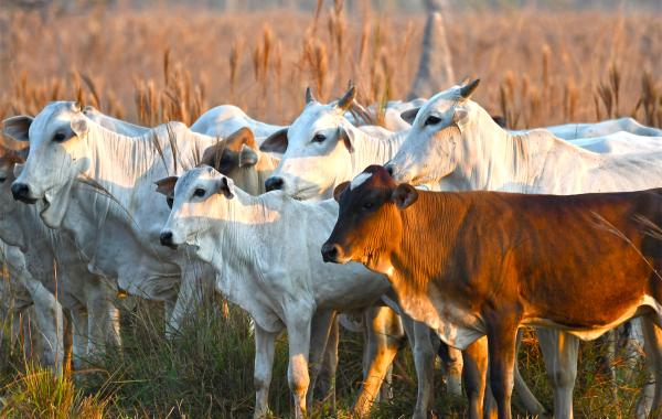 Brazil curbs Amazon deforestation in…