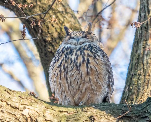 photo of Q&A: Celebrity owl Flaco's recent death in NYC highlights how bird strikes with buildings are strikingly common image