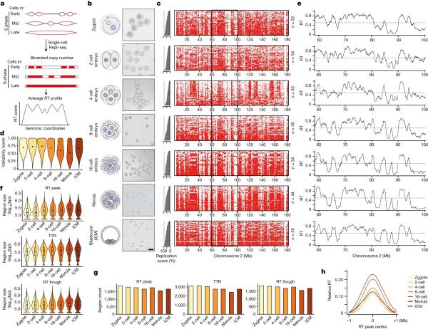 photo of Team discovers relationship between DNA replication timing and how genes fold into 3D structures inside cell nucleus image
