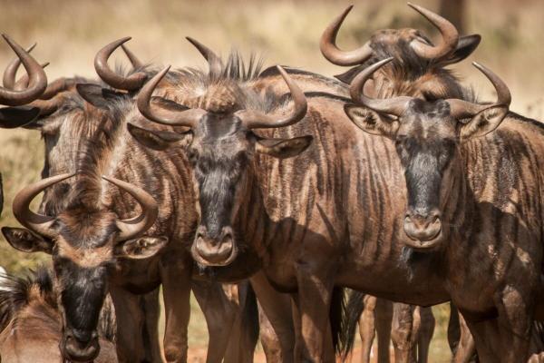 Scientists rethink Serengeti migration…