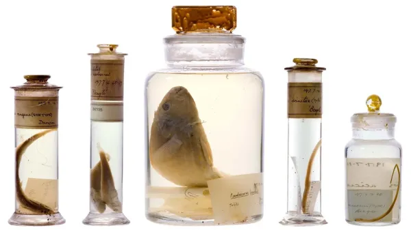 photo of Scientists just looked inside Darwin’s 200-year-old specimen jars without opening them image