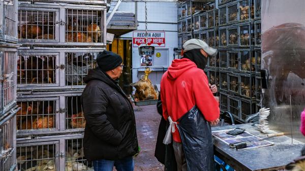 Avian bird flu surges in New York urban…
