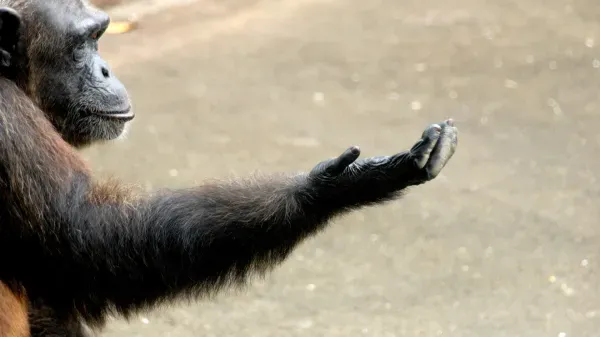 photo of Scientists think they’ve cracked the mystery of human right-handedness image