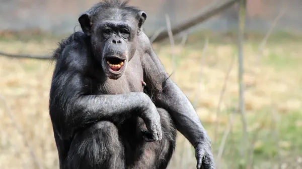 Human brains light up for chimp voices…
