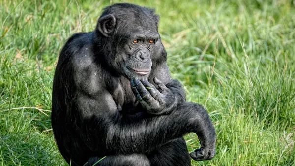 photo of Chimps shock scientists by changing their minds with new evidence image