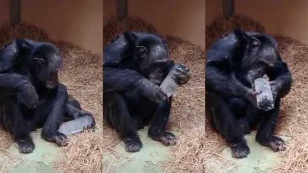 photo of Why have humans collected crystals for 780,000 years? Chimpanzees may hold the answer image