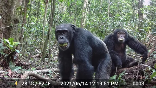 Wild chimps consume more alcohol than…