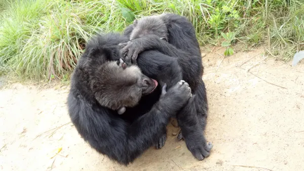 Chimpanzees and bonobos have human-like&hellip;
