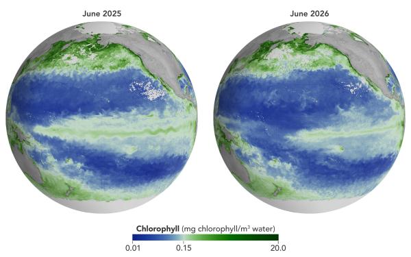 El Niño is disrupting the Pacific’s…