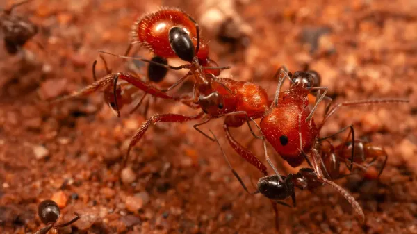 photo of Scientists discover “cleaner ants” that groom giant ants in Arizona desert image