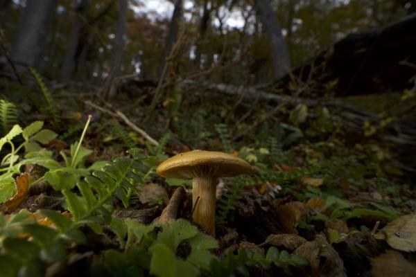 photo of Climate change is moving tree populations away from the soil fungi that sustain them image