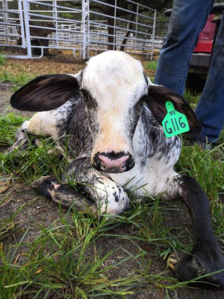 photo of Climate-smart cows could deliver 10–20x more milk in Global South image