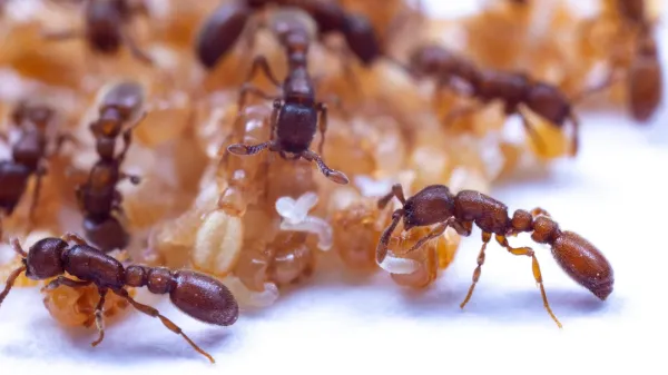 Hidden gene trick lets ants smell with…