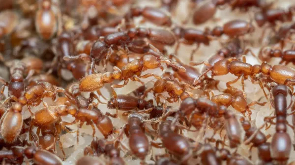 Ant brains reveal how evolution turned…