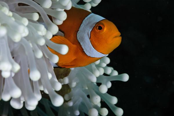 When heat waves hit, clownfish shrink to…