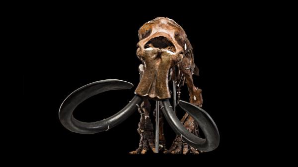 photo of Clues to mysterious disappearance of North America's large mammals 50,000 years ago found within ancient bone collagen image