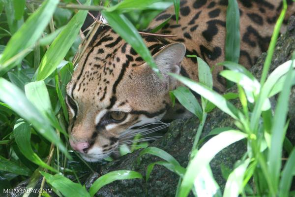 From endangered to invasive: Rare ocelot&hellip;