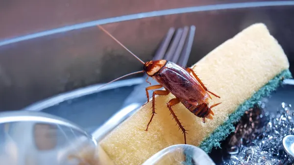 Cockroaches are secretly poisoning…