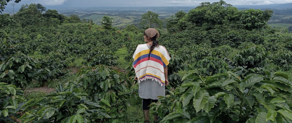 Agroforestry grows in popularity among&hellip;