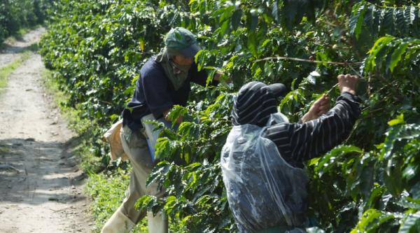 Is The Plant-Based Food Sector Really…